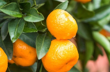 Mandarins