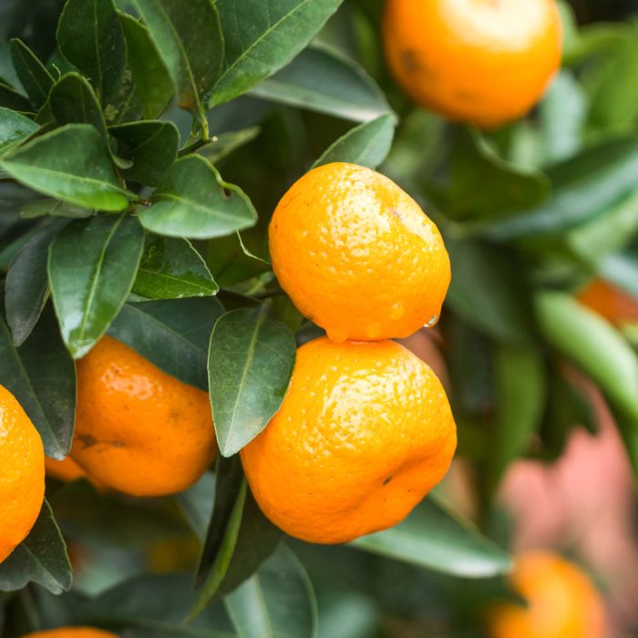 Mandarins