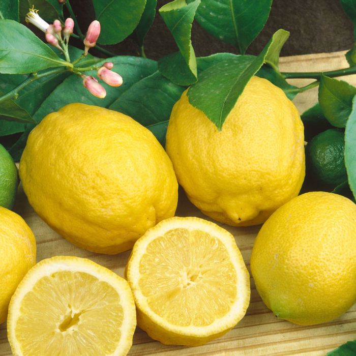 Lemon