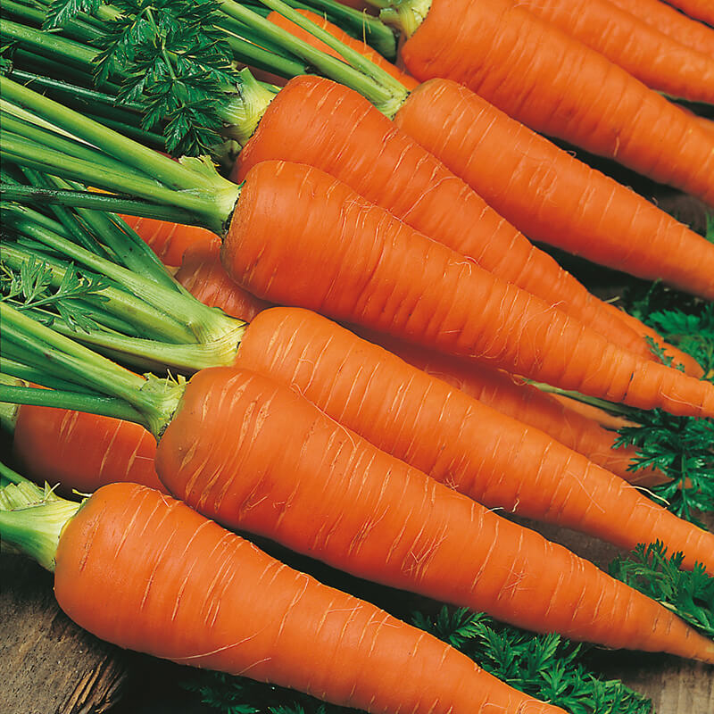 CARROT