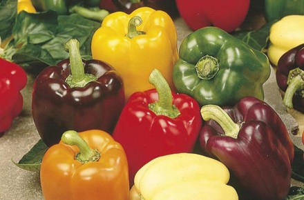 Sweet Pepper