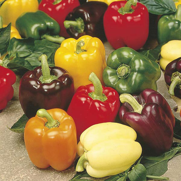 Sweet Pepper